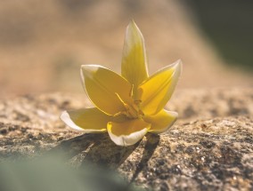 冬日暖阳下的花卉销售文案——苏州品质绿植花卉推荐冬季花卉语录